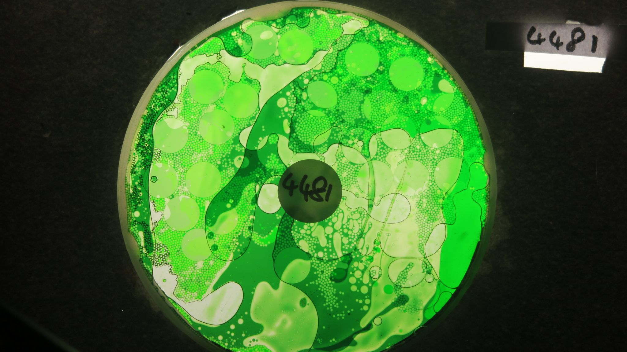 BV4481 bubble vision oil wheel